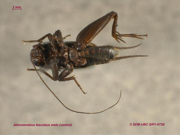 Photo of Allonemobius fasciatus by Spencer Entomological Museum